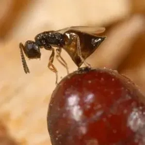 thumbnail for publication: A Parasitoid Muscidifurax raptor Girault & Sanders (Insecta: Hymenoptera: Pteromalidae)